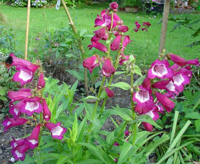 Penstemon8.7.09.jpg