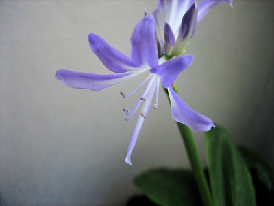 IMG_1042_Gr_sp.jpg