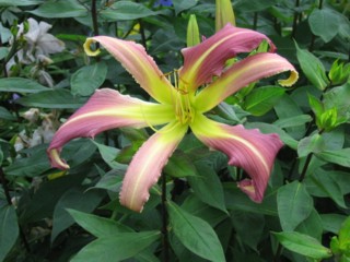 laurena_2009_a.jpg