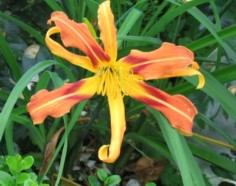 twiggy_2009_a.jpg