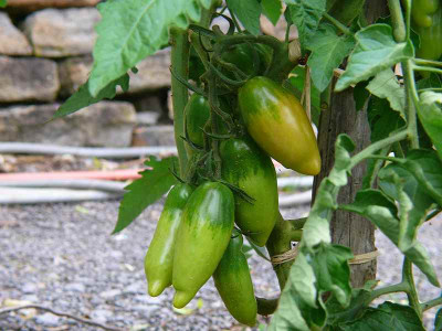 P1280822_bauerntomate_aus_honduras.jpg