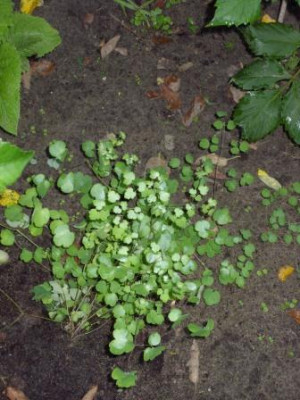 Thalictrum.Hellebora.JPG