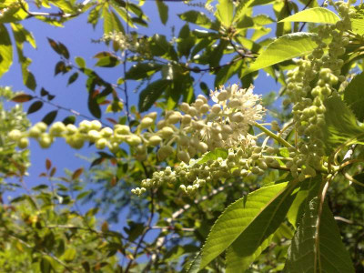 Kopie_von_05072009Clethra_delavayi_syn.monostachya01.jpg