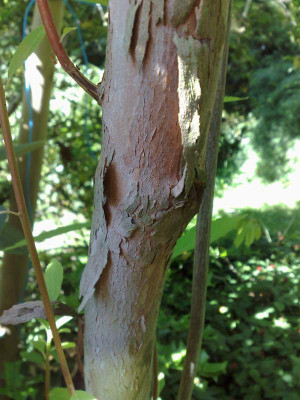 Kopie_von_05072009Clethra_delavayi_syn.monostachya03.jpg