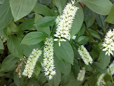 Kopie_von_05072009Itea_virginiana.jpg
