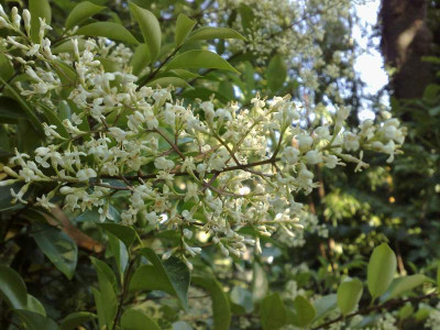 Kopie_von_05072009Ligustrum_japonicum01.jpg