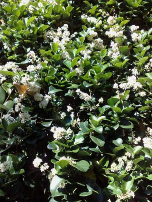Kopie_von_05072009Ligustrum_japonicumRoundifolium.jpg