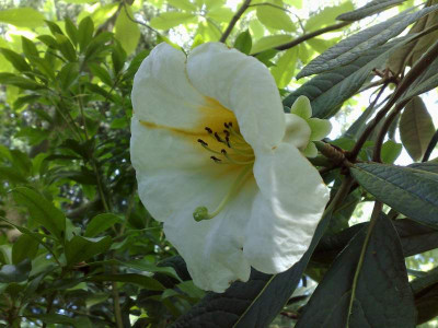 Kopie_von_07072009Rh.excellens_KR1880_01.jpg