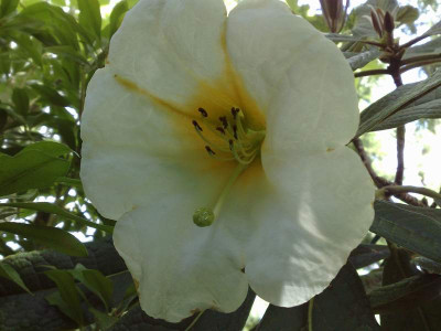 Kopie_von_07072009Rh.excellens__KR1880__02.jpg