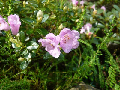 Rhododendron_pumilum_fars_2009.jpg