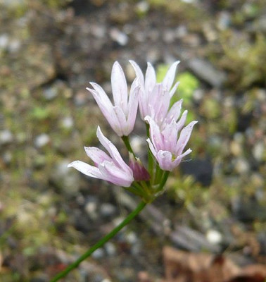 Allium_unbekannt_fars_2009.jpg