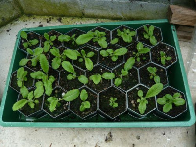 Primula_vialii_Saemlinge_fars_2009.jpg