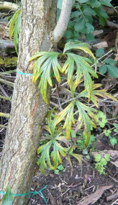 Aconitum_volubile_fars_2009.jpg