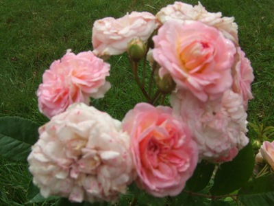 Pink_Ghislaine_de_Feligonde.jpg