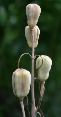 IMG_5384_eFritillaria_montana_Samenstand.JPG