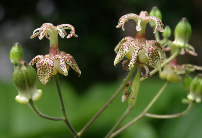 IMG_5383_eTricyrtis_macropoda.JPG