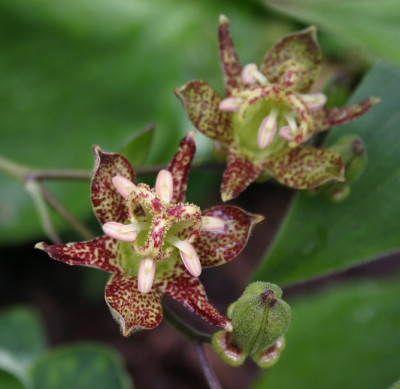IMG_5376_eTricyrtis_puberula.JPG