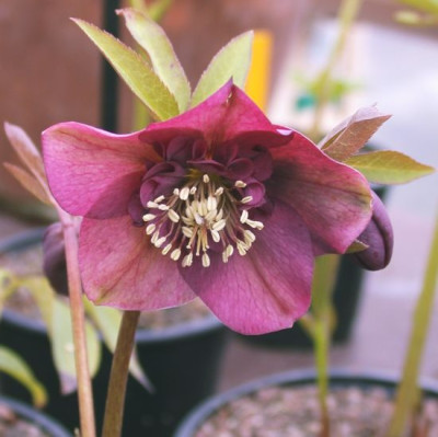 Poucke_rosa_anemonenbluetig_2.jpg
