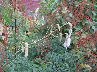 Sanguisorba_BluteIMG_1923_320x200.JPG