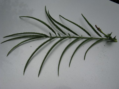 Sanguisorba_LaubIMG_1920_640x480.JPG