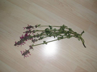 melisse.JPG