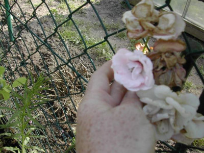 rose_porzelan_farben_rosa1.JPG