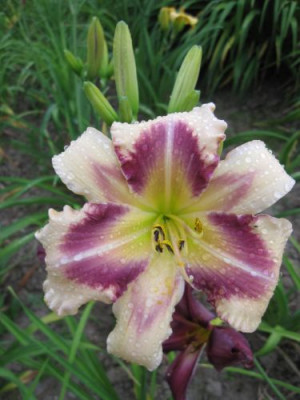 GT09-KL27.24__Isle_of_Dreams_X_Sophias_Love_14371.jpg