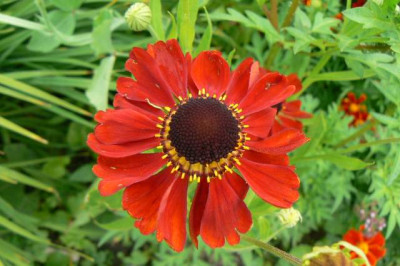 Kupferzwerg_090709.jpg