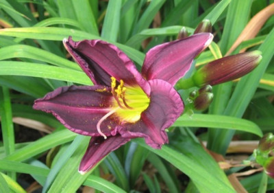 grape_velvet_2009_f_tmp.jpg