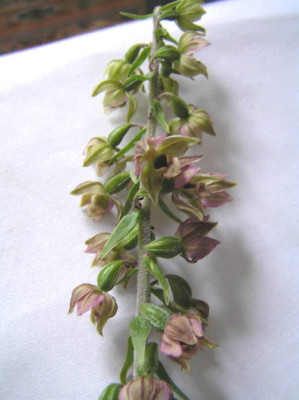 orchideenkl.jpg
