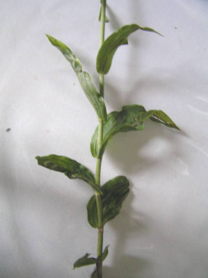 orchideen2kl.jpg
