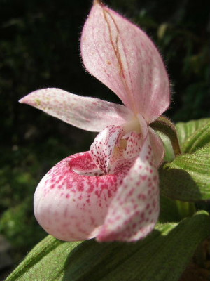 DSCF9560.JPG