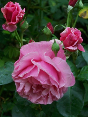 Juli_2009_Elbflorenz_Knospen.jpg
