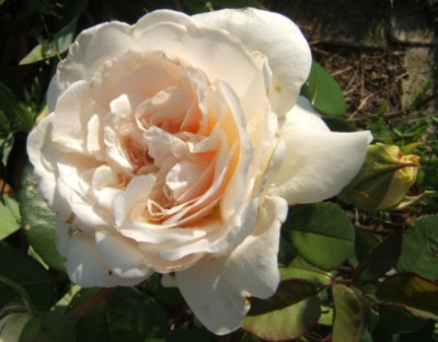 Sombreuil_1._Bl_O.JPG