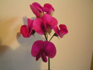 PICT0061.JPG