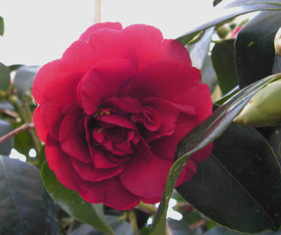Althaeiflora_.jpg