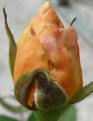 EleganteEdith_07_09_03.JPG