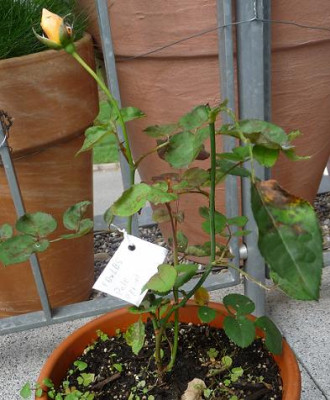 EleganteEdith_07_09_02.JPG