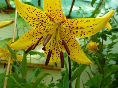 Lilium.davidii_var_willmottiae.09.jpg