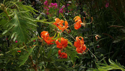lilium_unbekannt_zg.jpg