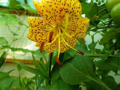 Lilium.daviddii_var_wilmottiae.09.jpg