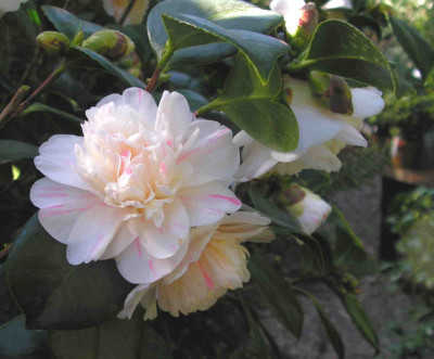 Marie_Morren01.jpg