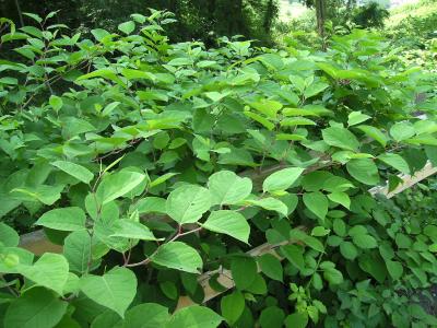 Fallopia_japonica.jpg
