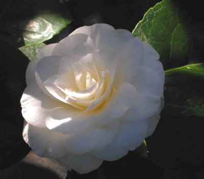 Alba_Plena_Casoretti01.jpg