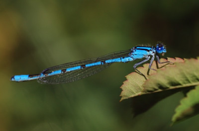 libelle_09_garten.jpg