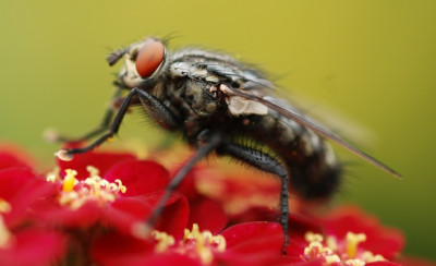 fliege_achillea.jpg