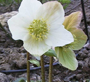Helleborus_Niger.jpg