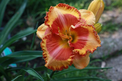 orange_grove_8138.jpg