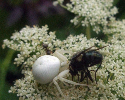 Krabbenspinne_mit_fliege_2009-07.jpg