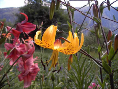 K640_PICT0597.JPG